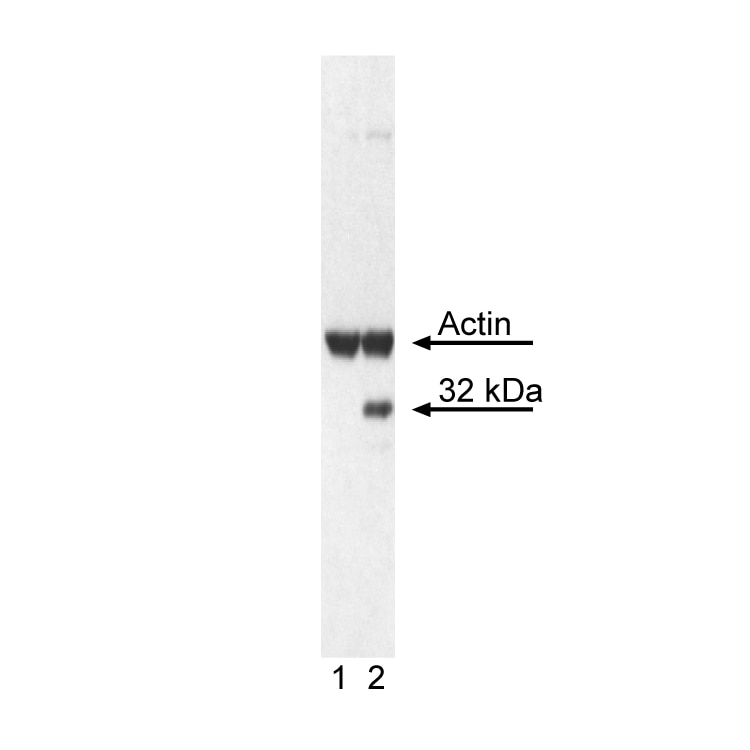 S6_pS240_BLOT.png